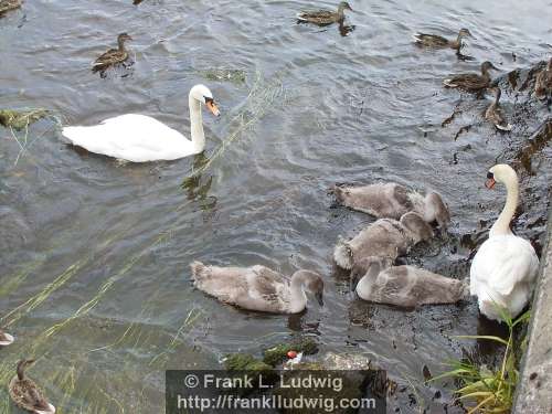 Swans and Cygnets